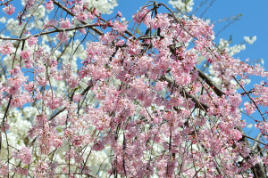 三角橋脇のピンクと真っ白な桜