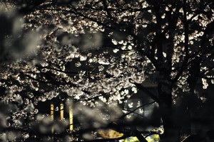 真間川夜桜