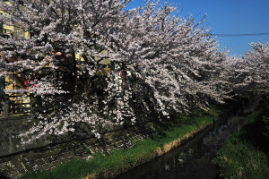 散り始めた真間川の桜