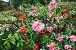 木瓜の花
