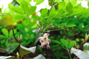 木通の雄花