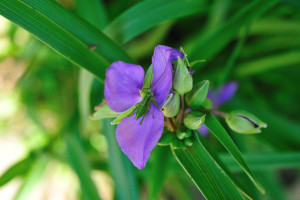 紫露草とバッタの幼虫