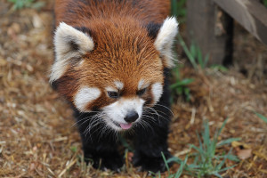 市川市動植物園のフラン