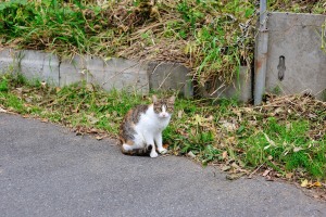 道で遇った知らない猫