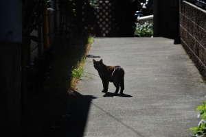 見返り猫