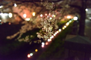 真間川夜桜