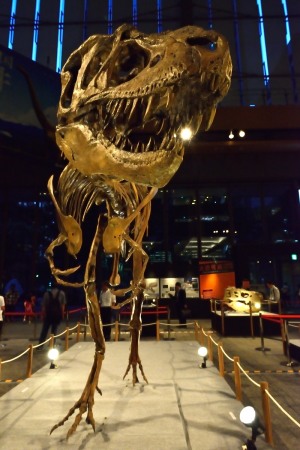 Gorgosaurus libratus 白亜紀後期