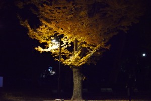 上野公園の銀杏の黄葉