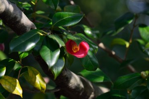 向島百花園 福禄寿