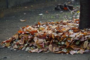 弘福寺裏手の掃き寄せられた落ち葉