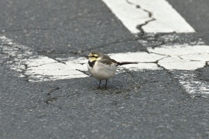 白鶺鴒の幼鳥？