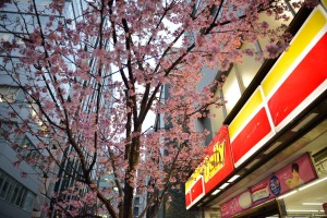 夕方の阿亀桜