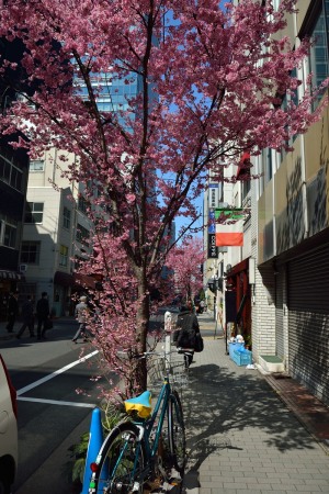 Okame sakura of Ajisai StreetOkame sakura of Ajisai Street