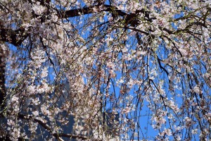 Spring has come to Nihonbashi