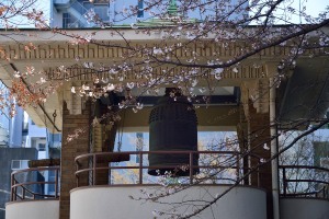 Cherry blossoms, Jisshi Park