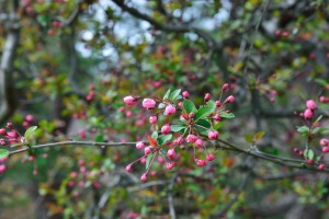 Flowering crab apple