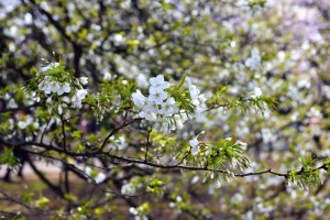 Oshima-zakura