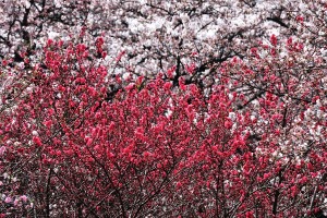 Flowering peach