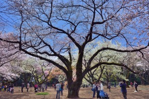 Various cherry blossoms