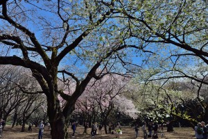 Various cherry blossoms