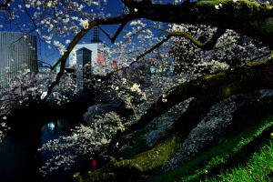Ushigafuchi, cherry blossoms at night