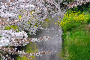 Cherry blossoms 