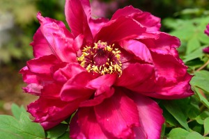 Peony
