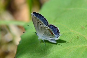 Short-tailed blue