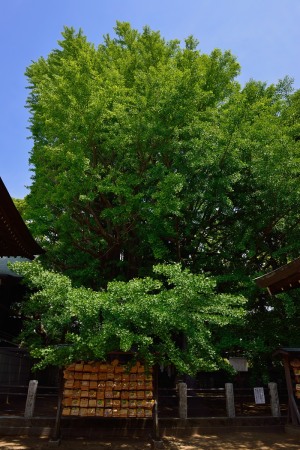 Senbon'ichou