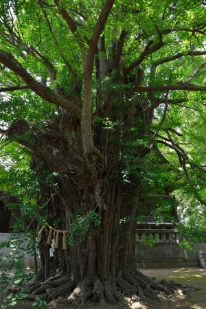 Senbon'ichou
