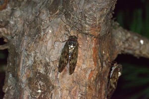 Large Brown Cicada