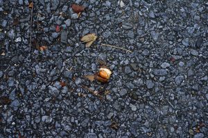 The crushed acorn