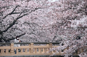 Cherry blossoms along the Mama river
