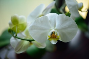 Phalaenopsis orchids