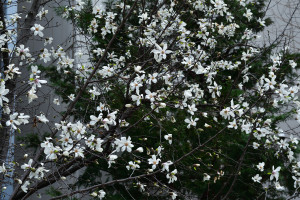 Kobushi magnolia