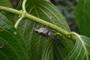 Mingming Cicada