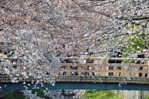 Cherry blossoms along the Mama River